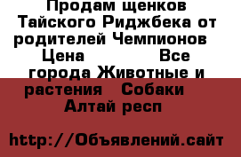 Продам щенков Тайского Риджбека от родителей Чемпионов › Цена ­ 30 000 - Все города Животные и растения » Собаки   . Алтай респ.